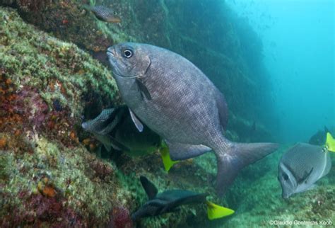 Cortez Sea Chub (Kyphosus elegans) · iNaturalist.